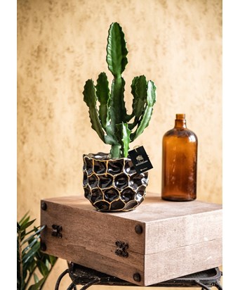İthal Saksıda Euphorbia Kaktüs